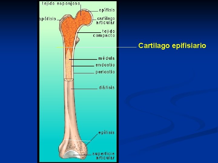 Cartilago epifisiario 