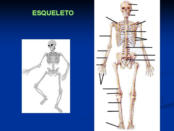 ESQUELETO 