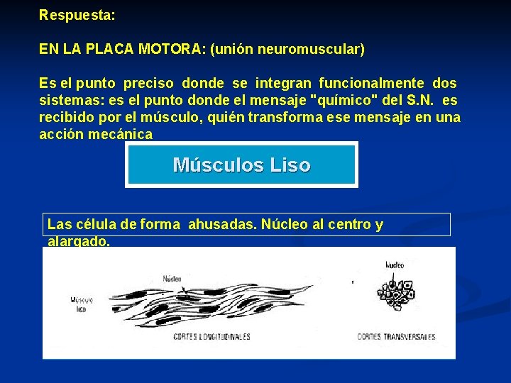 Respuesta: EN LA PLACA MOTORA: (unión neuromuscular) Es el punto preciso donde se integran