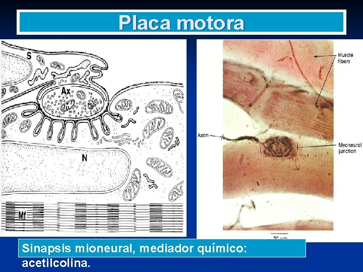 Placa motora Sinapsis mioneural, mediador químico: acetilcolina. 