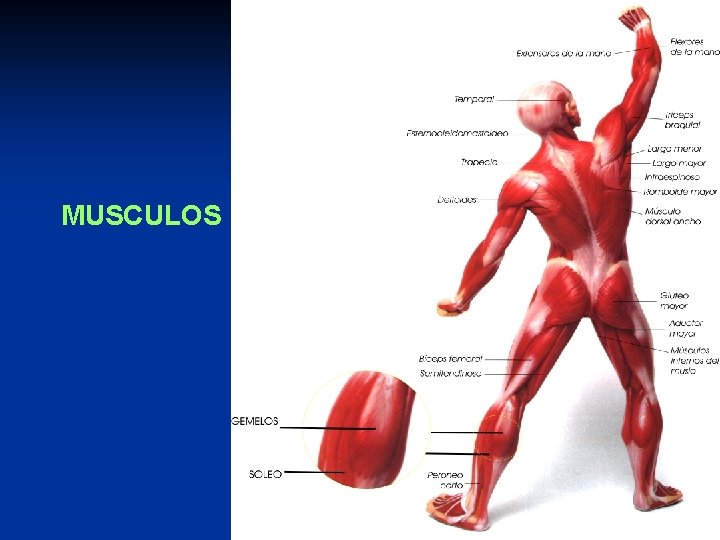 MUSCULOS 