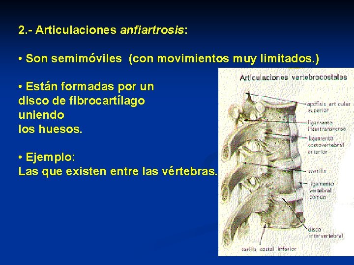 2. - Articulaciones anfiartrosis: • Son semimóviles (con movimientos muy limitados. ) • Están