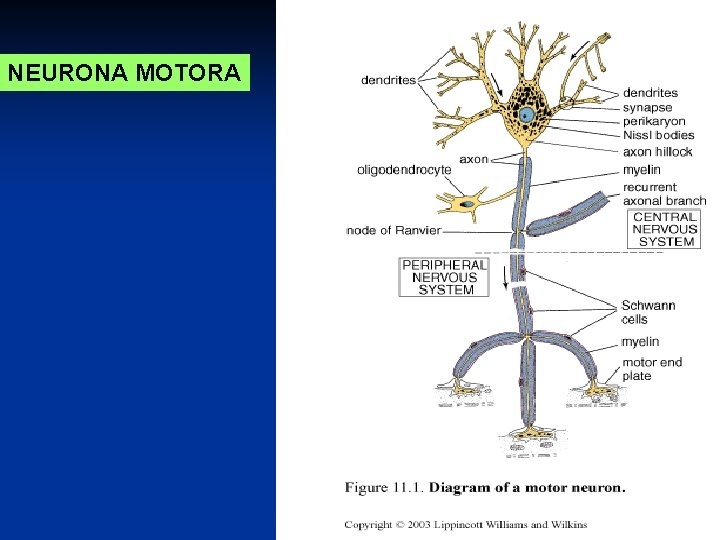 NEURONA MOTORA 