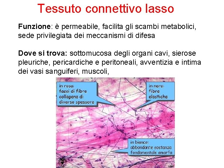  Tessuto connettivo lasso Funzione: è permeabile, facilita gli scambi metabolici, sede privilegiata dei