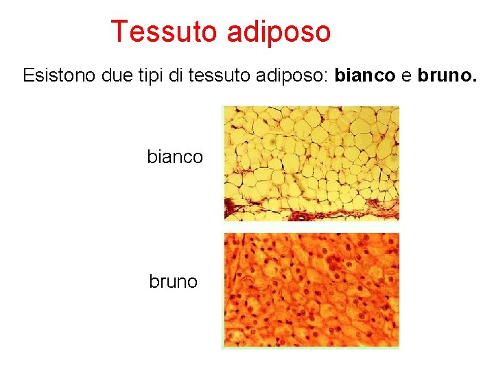  Tessuto adiposo Esistono due tipi di tessuto adiposo: bianco e bruno. bianco bruno