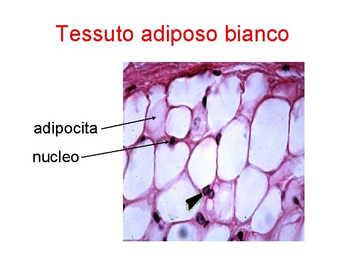  Tessuto adiposo bianco adipocita nucleo 