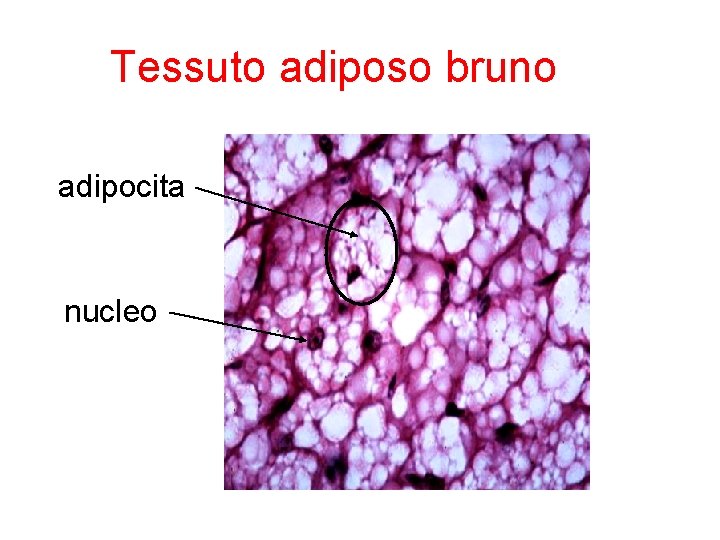  Tessuto adiposo bruno adipocita nucleo 