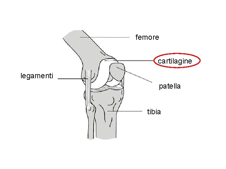 femore cartilagine legamenti patella tibia 