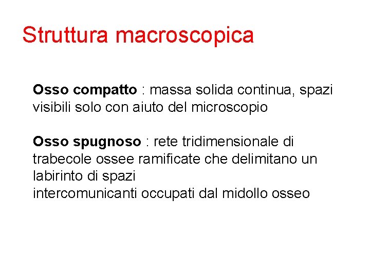 Struttura macroscopica Osso compatto : massa solida continua, spazi visibili solo con aiuto del