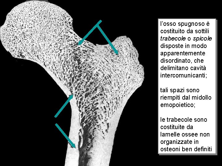 osso spugnoso l’osso spugnoso è costituito da sottili trabecole o spicole disposte in modo