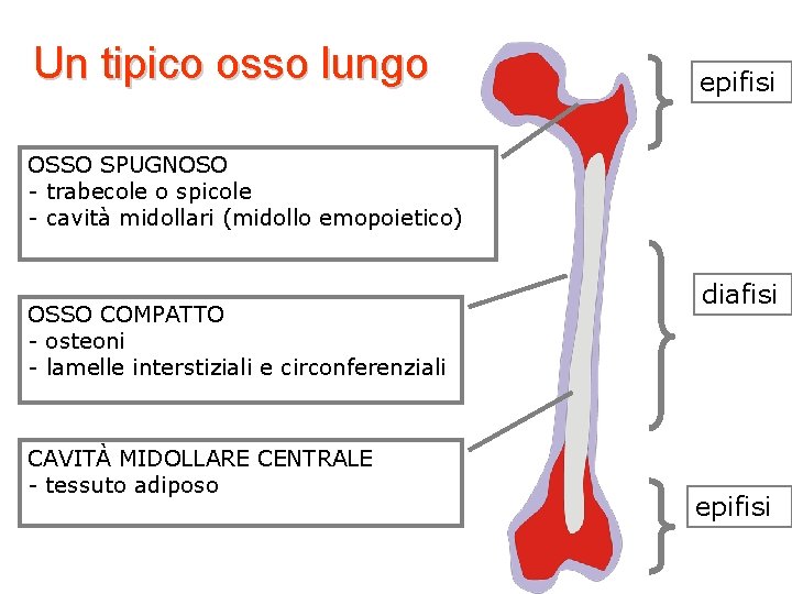 Un tipico osso lungo epifisi OSSO SPUGNOSO - trabecole o spicole - cavità midollari