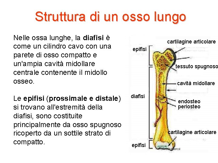 Struttura di un osso lungo Nelle ossa lunghe, la diafisi è come un cilindro