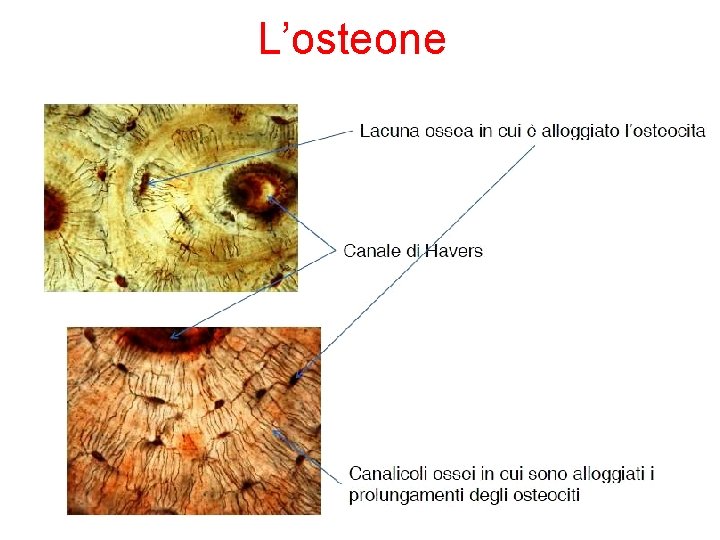 L’osteone 