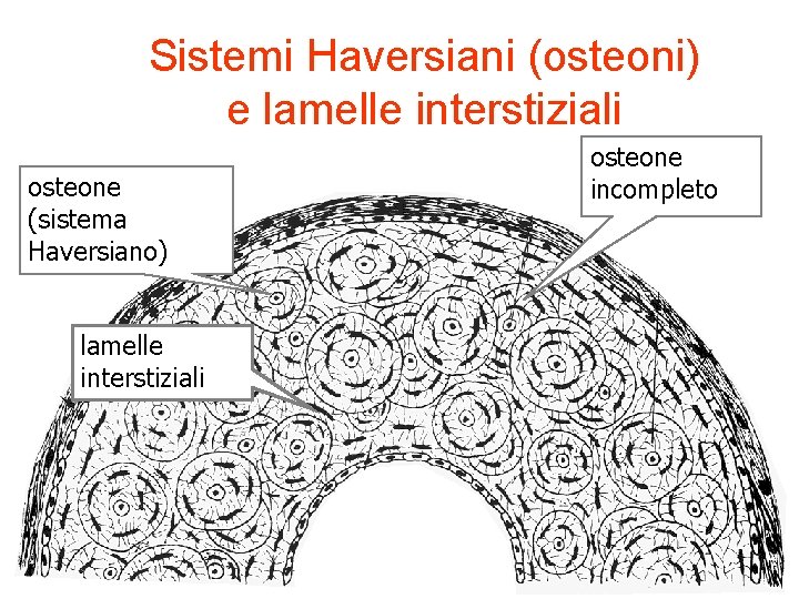 Sistemi Haversiani (osteoni) e lamelle interstiziali osteone (sistema Haversiano) lamelle interstiziali osteone incompleto 