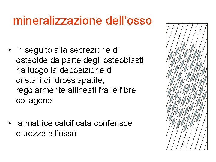 mineralizzazione dell’osso • in seguito alla secrezione di osteoide da parte degli osteoblasti ha