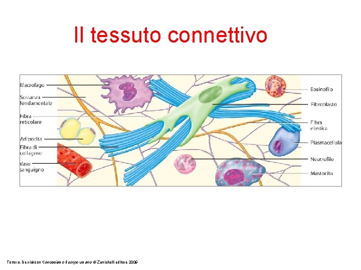 Il tessuto connettivo Tortora, Derrickson Conosciamo il corpo umano © Zanichelli editore 2009 