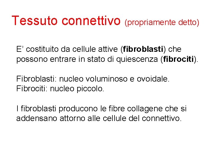  Tessuto connettivo (propriamente detto) E’ costituito da cellule attive (fibroblasti) che possono entrare