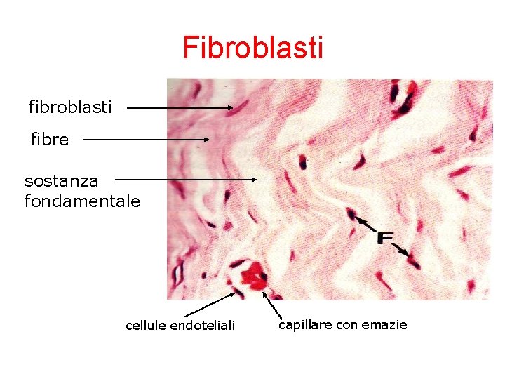 Fibroblasti fibre sostanza fondamentale cellule endoteliali capillare con emazie 