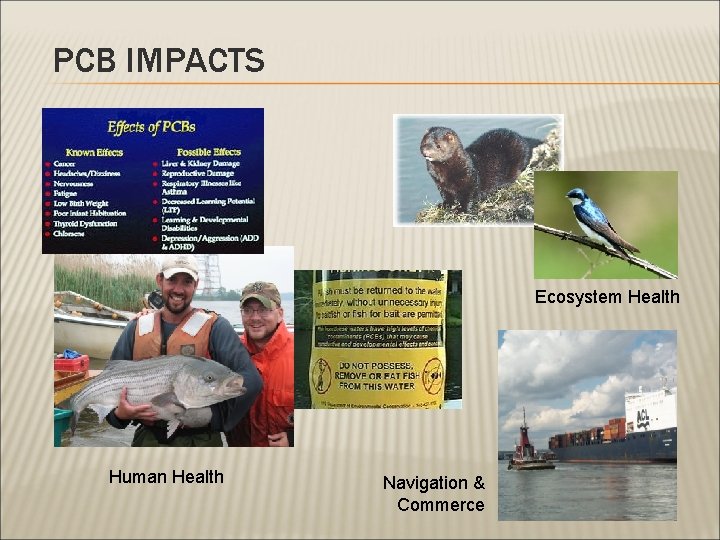 PCB IMPACTS Ecosystem Health Human Health Navigation & Commerce 