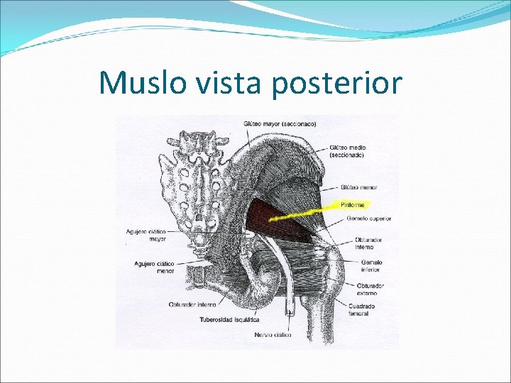 Muslo vista posterior 