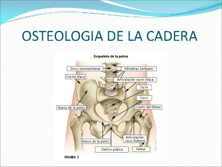 OSTEOLOGIA DE LA CADERA 