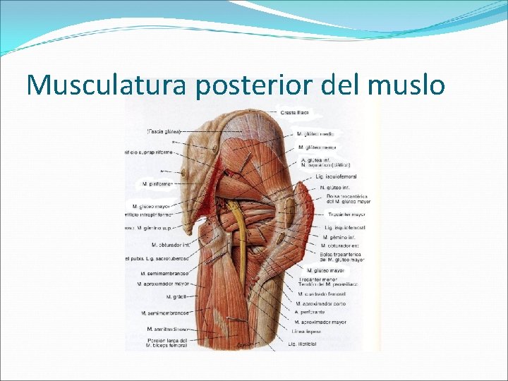 Musculatura posterior del muslo 