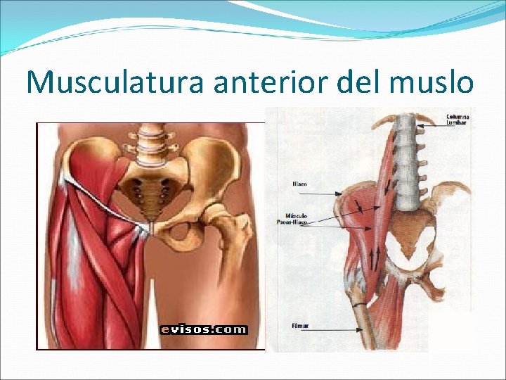 Musculatura anterior del muslo 