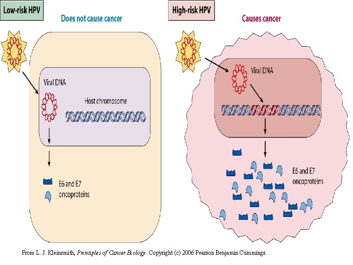 From L. J. Kleinsmith, Principles of Cancer Biology. Copyright (c) 2006 Pearson Benjamin Cummings.