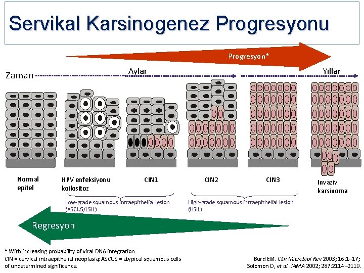 Servikal Karsinogenez Progresyonu Progresyon* Normal epitel Yıllar Aylar Zaman HPV enfeksiyonu koilositoz CIN 1