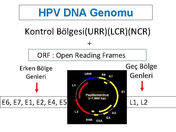 HPV DNA Genomu Kontrol Bölgesi(URR)(LCR)(NCR) + ORF : Open Reading Frames Erken Bölge Genleri