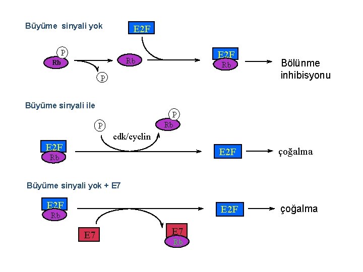 Büyüme sinyali yok E 2 F P E 2 F Rb Rb Rb P