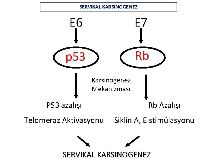 SERVIKAL KARSINOGENEZ E 6 E 7 p 53 Rb Karsinogenez Mekanizması P 53 azalışı