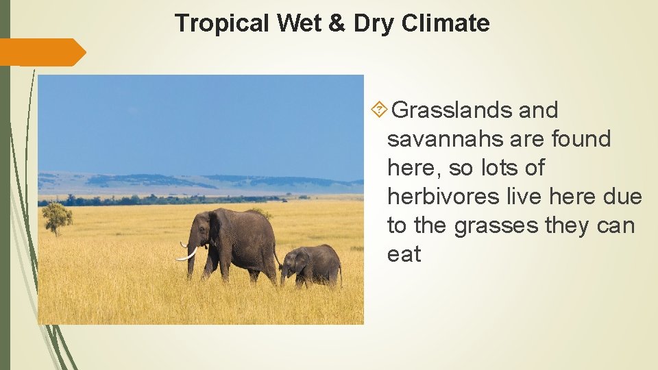 Tropical Wet & Dry Climate Grasslands and savannahs are found here, so lots of
