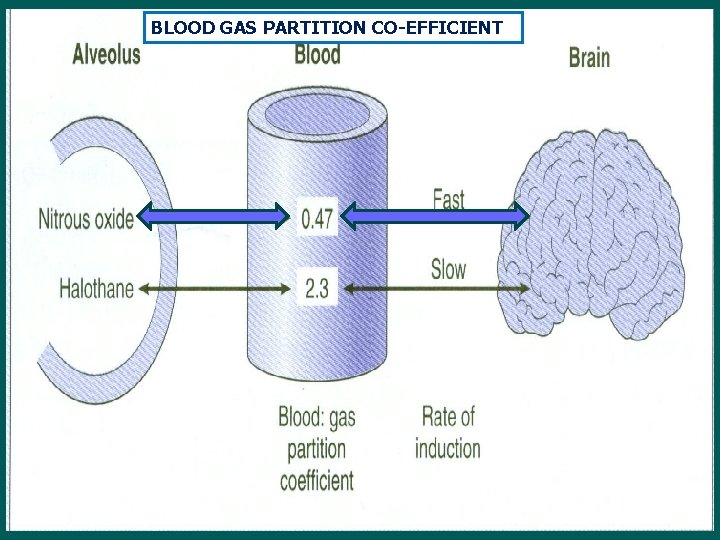 BLOOD GAS PARTITION CO-EFFICIENT 