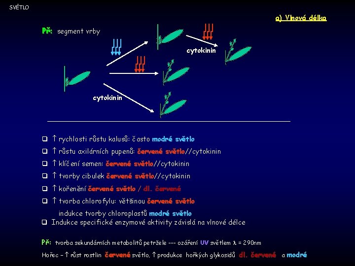 SVĚTLO a) Vlnová délka Př: segment vrby cytokinin q rychlosti růstu kalusů: často modré