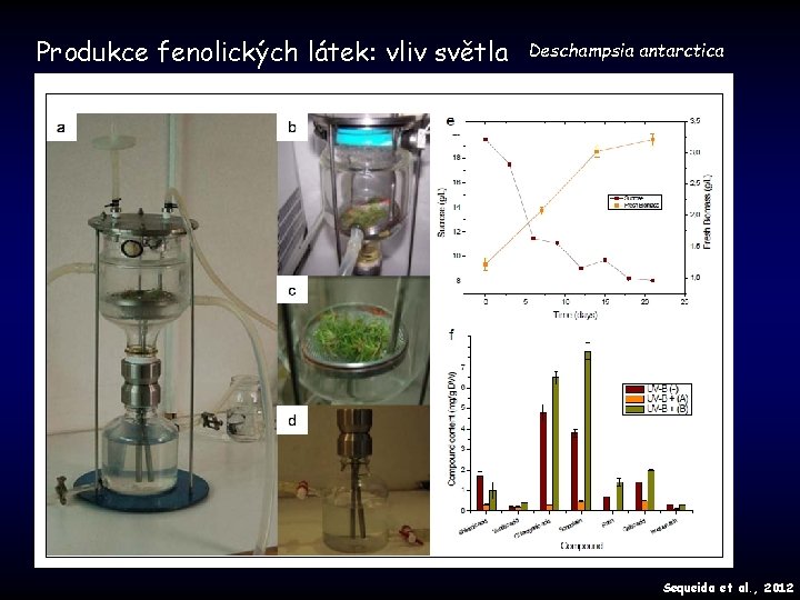 Produkce fenolických látek: vliv světla Deschampsia antarctica Sequeida et al. , 2012 