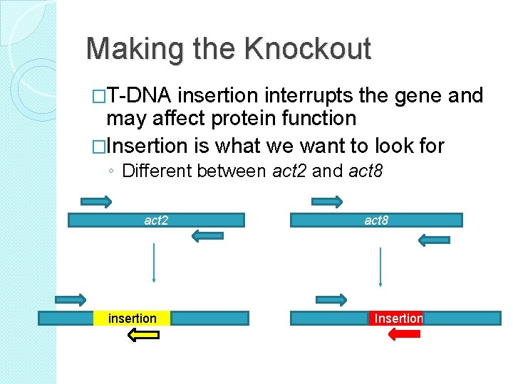 Making the Knockout �T-DNA insertion interrupts the gene and may affect protein function �Insertion