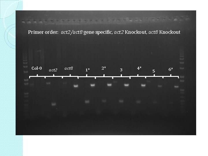 Primer order: act 2/act 8 gene specific, act 2 Knockout, act 8 Knockout Col-0