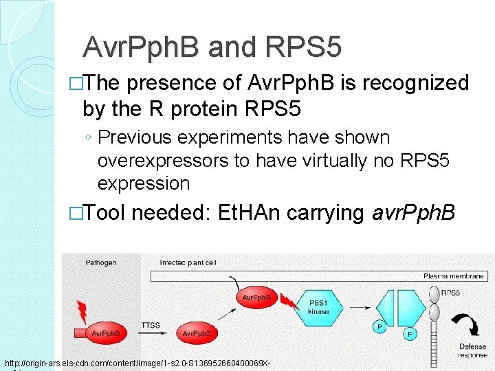 Avr. Pph. B and RPS 5 �The presence of Avr. Pph. B is recognized