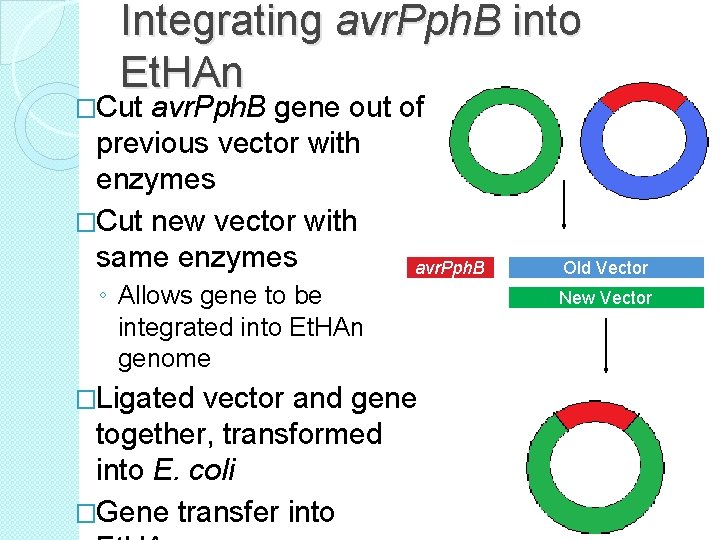Integrating avr. Pph. B into Et. HAn �Cut avr. Pph. B gene out of