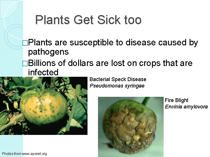 Plants Get Sick too �Plants are susceptible to disease caused by pathogens �Billions of