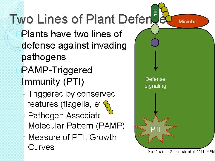 Two Lines of Plant Defense �Plants have two lines of defense against invading pathogens