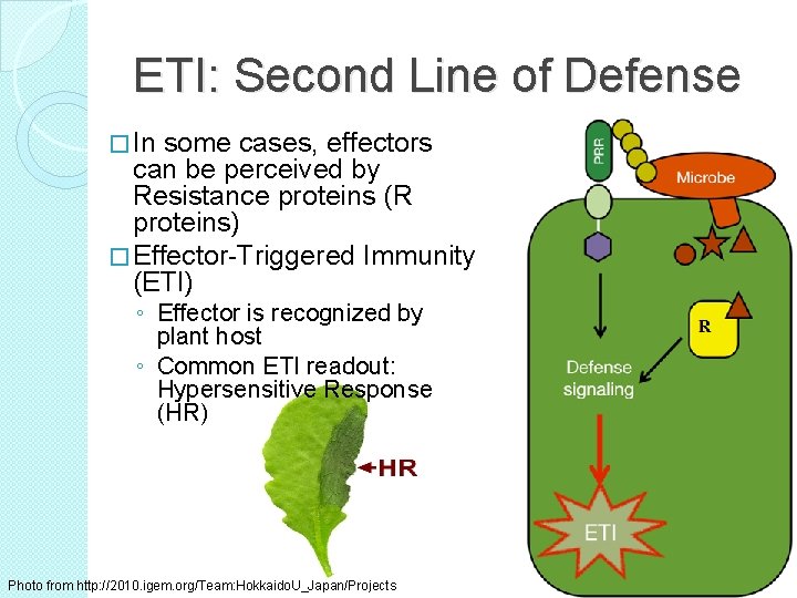 ETI: Second Line of Defense � In some cases, effectors can be perceived by