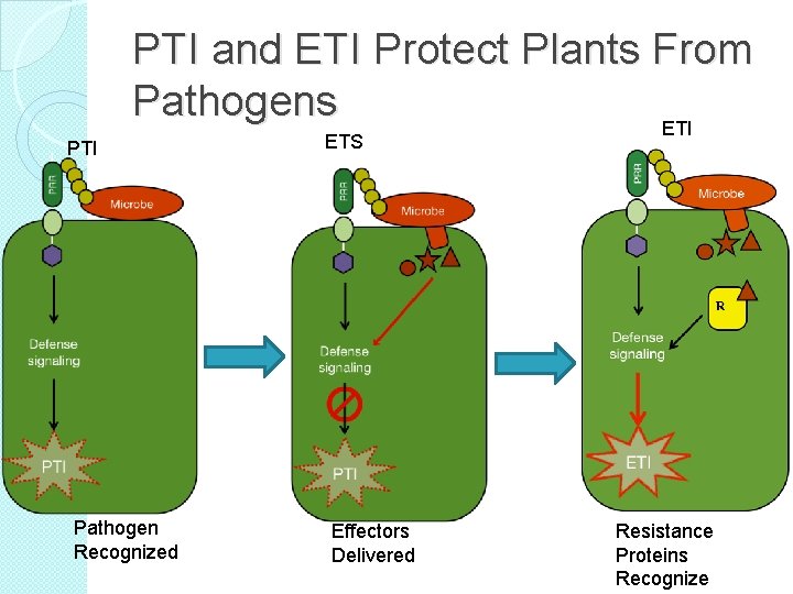 PTI and ETI Protect Plants From Pathogens ETI Pathogen Recognized ETS Effectors Delivered Resistance