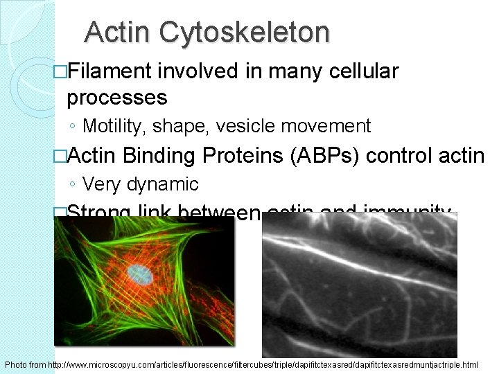 Actin Cytoskeleton �Filament involved in many cellular processes ◦ Motility, shape, vesicle movement �Actin
