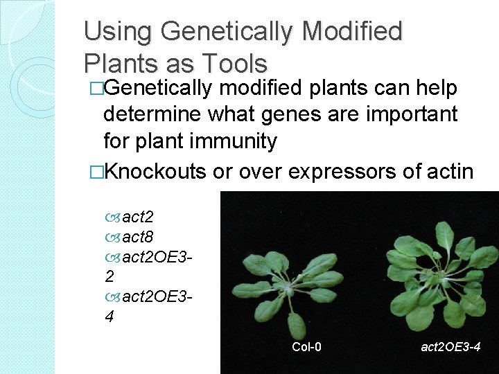 Using Genetically Modified Plants as Tools �Genetically modified plants can help determine what genes