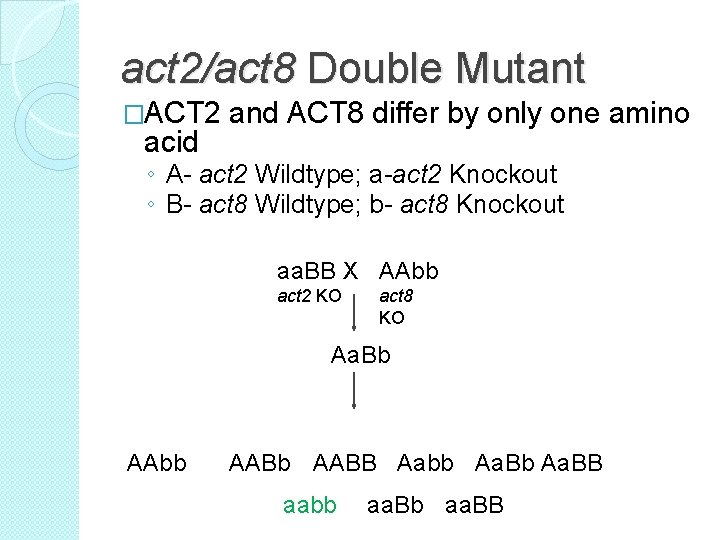 act 2/act 8 Double Mutant �ACT 2 acid and ACT 8 differ by only