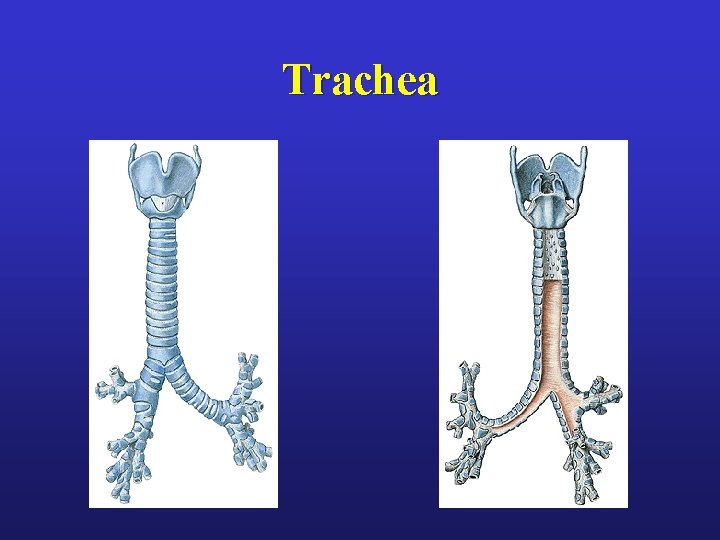 Trachea 