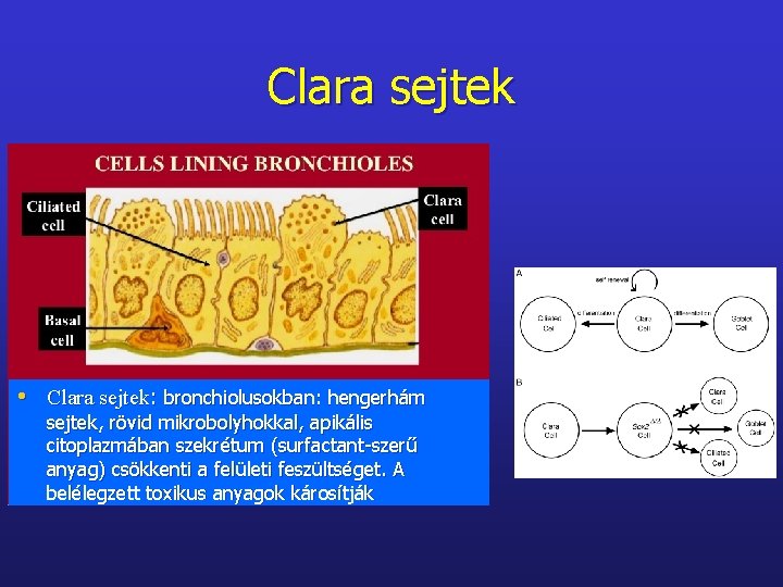 Clara sejtek • Clara sejtek: bronchiolusokban: hengerhám sejtek, rövid mikrobolyhokkal, apikális citoplazmában szekrétum (surfactant-szerű