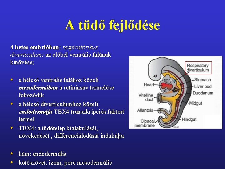 A tüdő fejlődése 4 hetes embrióban: respiratórikus diverticulum: az előbél ventrális falának kinövése; •